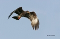 Florida;Southeast-USA;Kite;Snail-Kite;Rostrhamus-sociabilis;Flying-bird;action;a